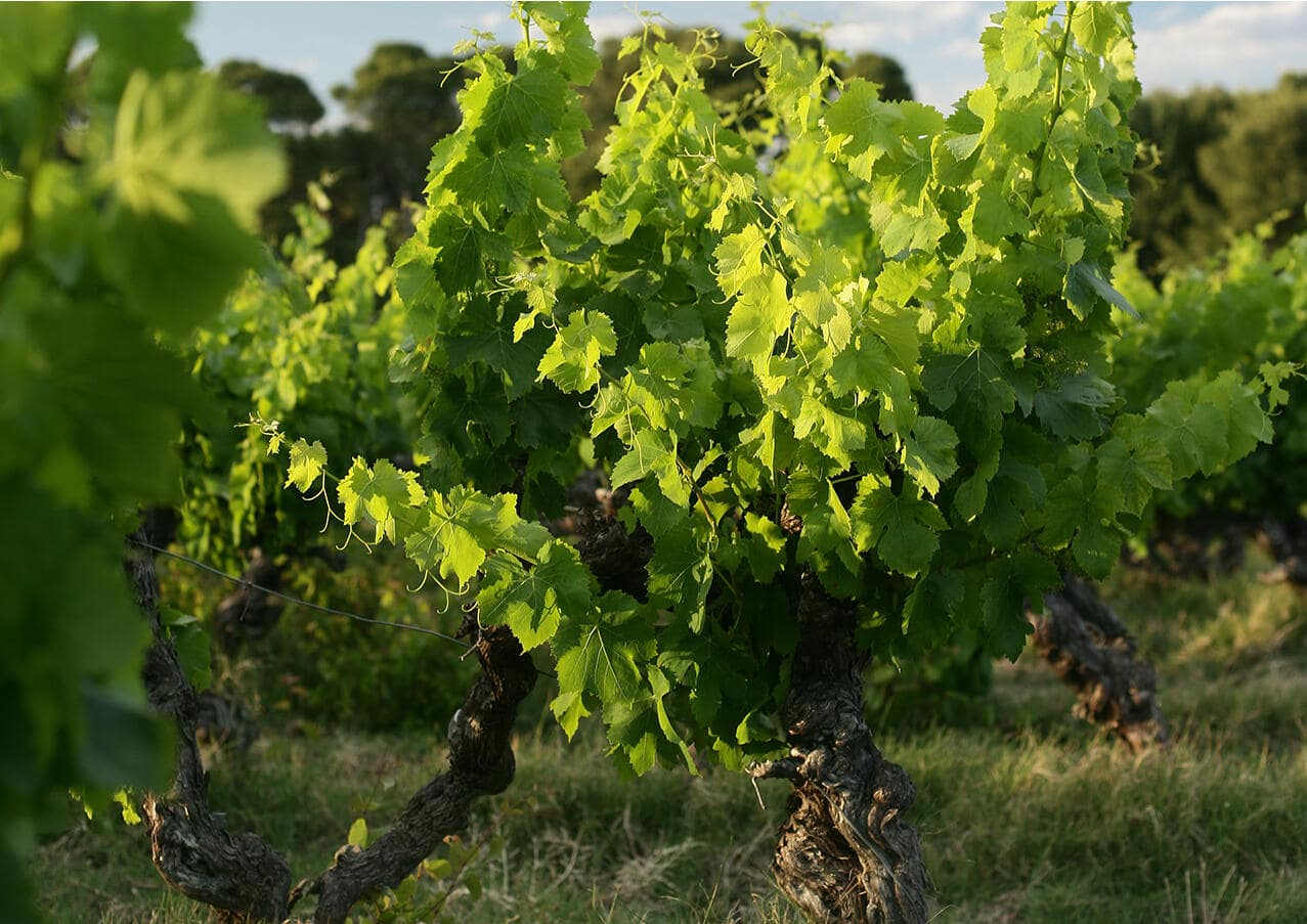 vin picpoul de pinet