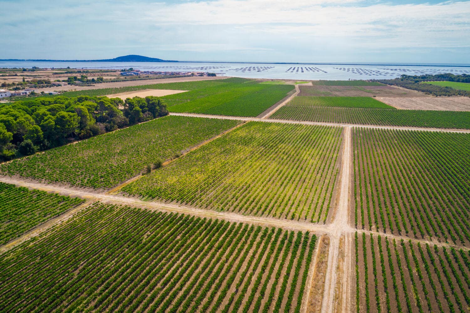 vin picpoul de pinet